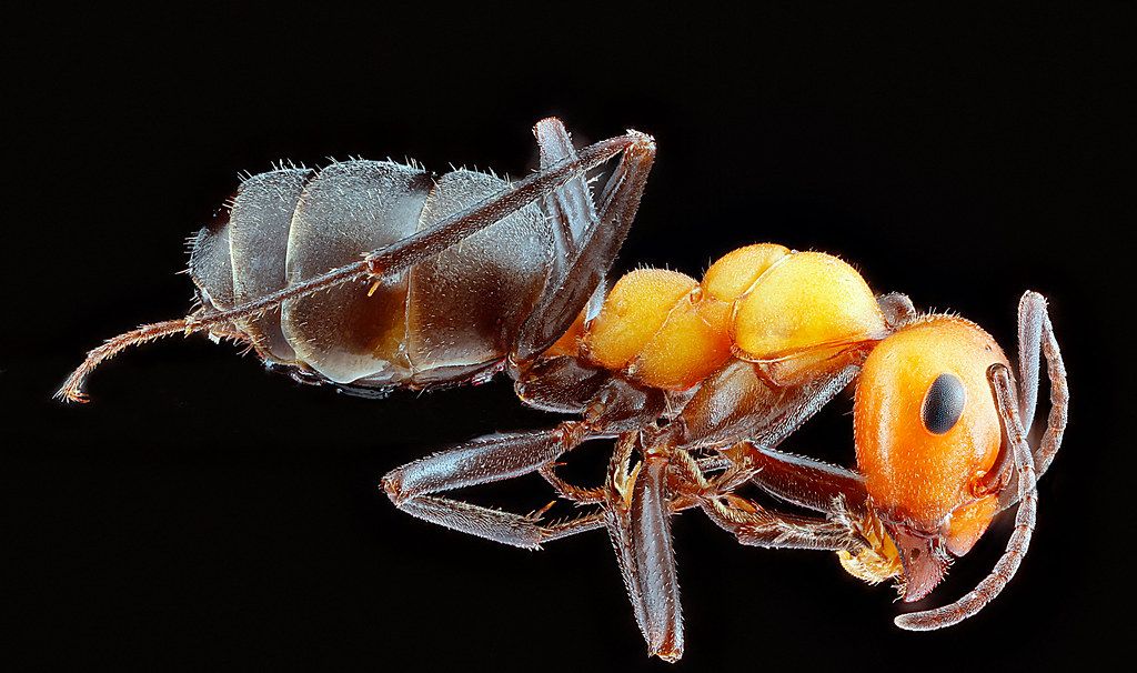 Ant Control service in Deltona, FL