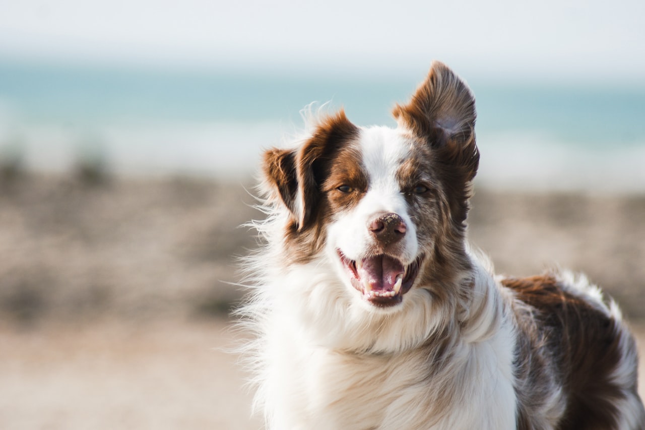 Flea & Tick Control service in Deltona, FL