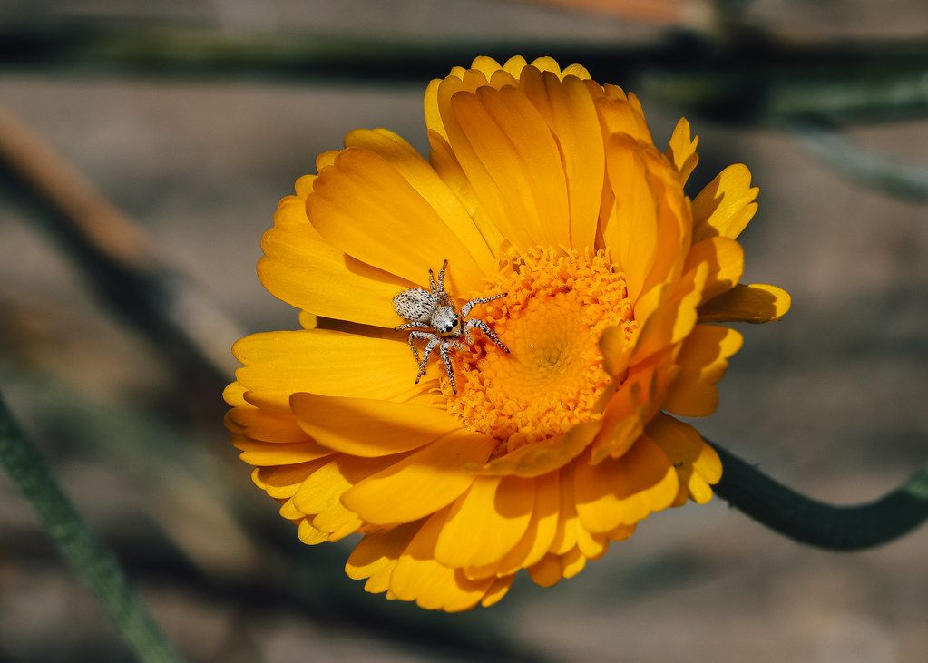 Spider Control service in Deltona, FL